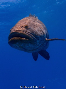 Goliath Grouper, Looe Key Reef by David Gilchrist 